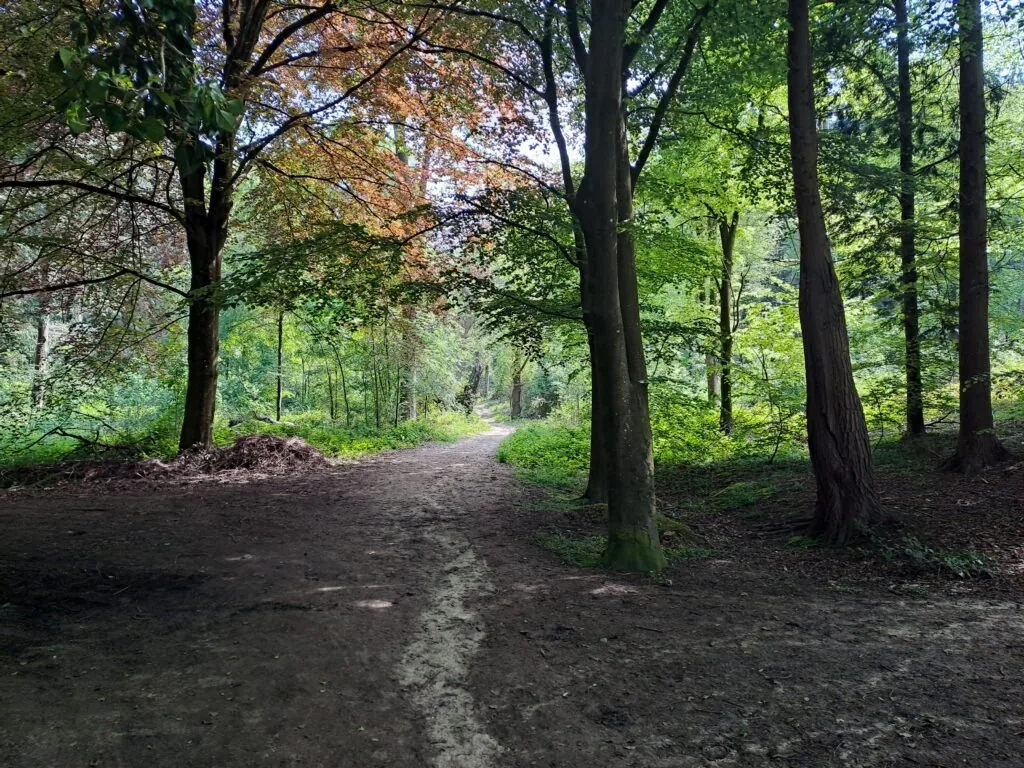 Chantry Wood on the North Downs Way