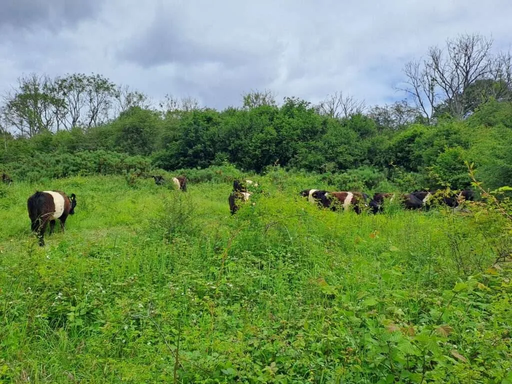 Cows on the North Downs Way between Gomshall and Dorking