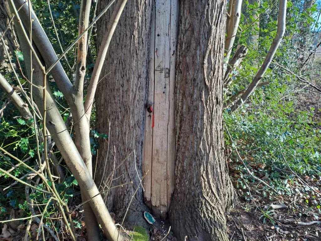 Fairy door carved into a tree on the North Downs Way