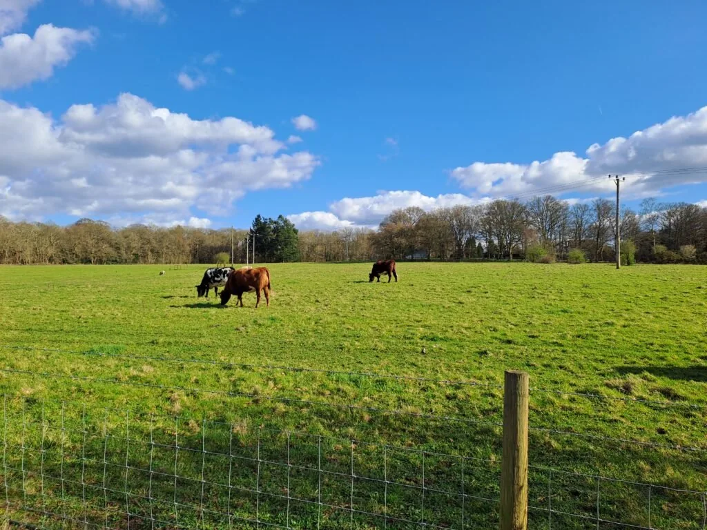 Field of cows on the Farnham to Guildford section of the North Downs Way