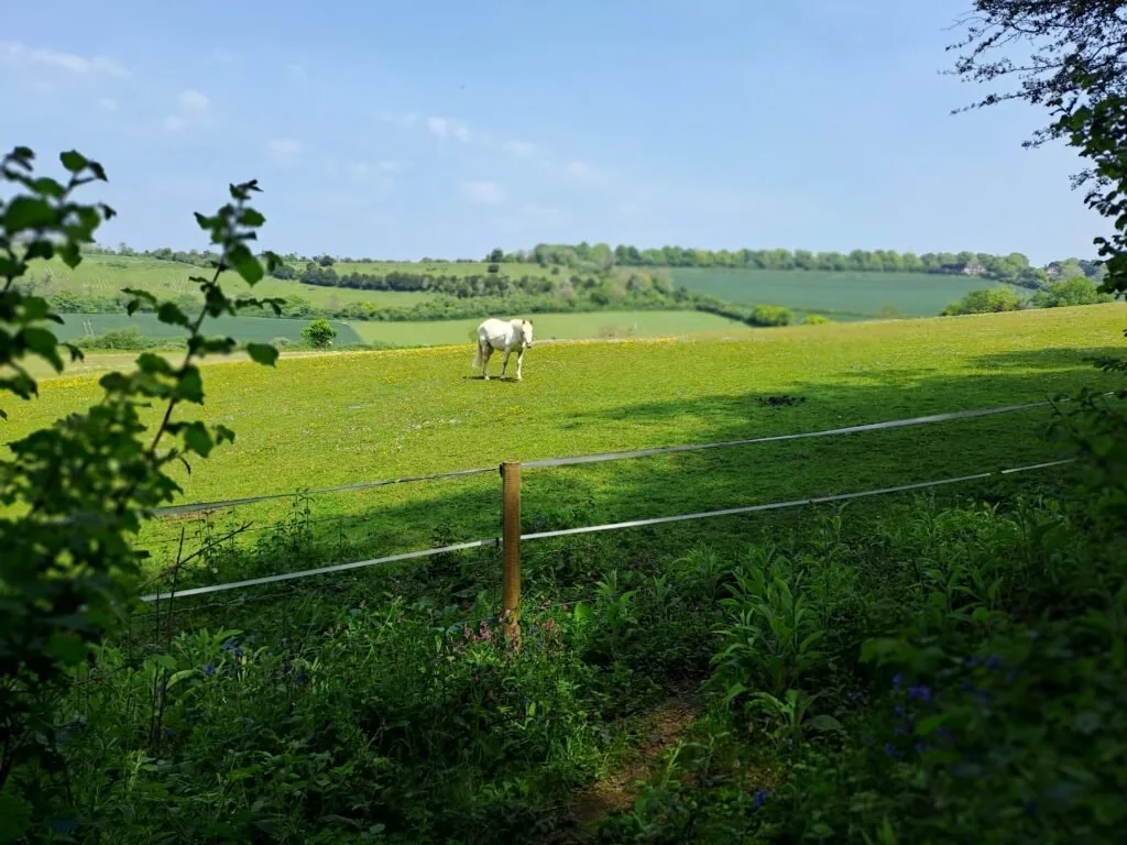 Horses in Chantry Wood on the North Downs Way