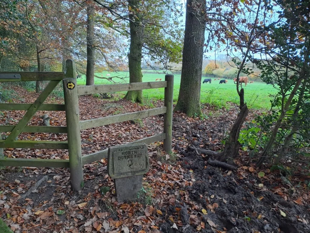 Joeland's Wood on the North Downs Way between Oxted and Otford