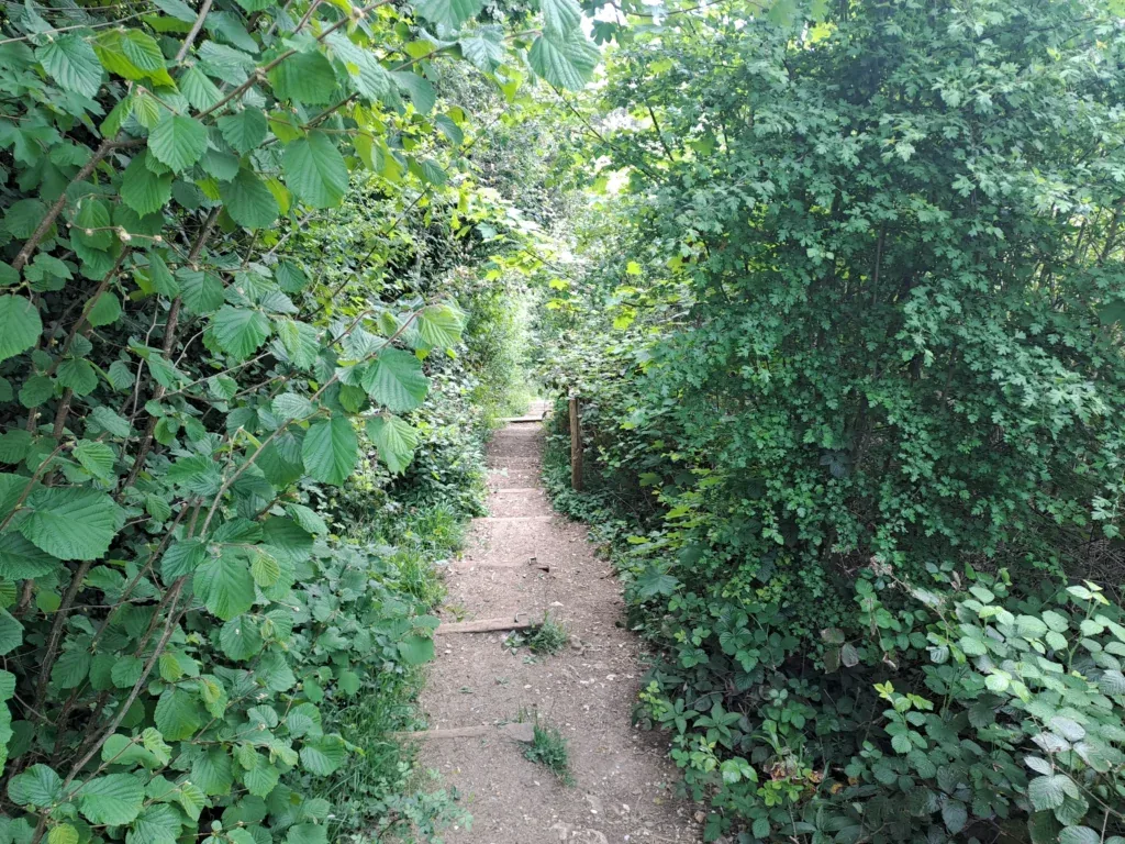 Steps down from the downs
