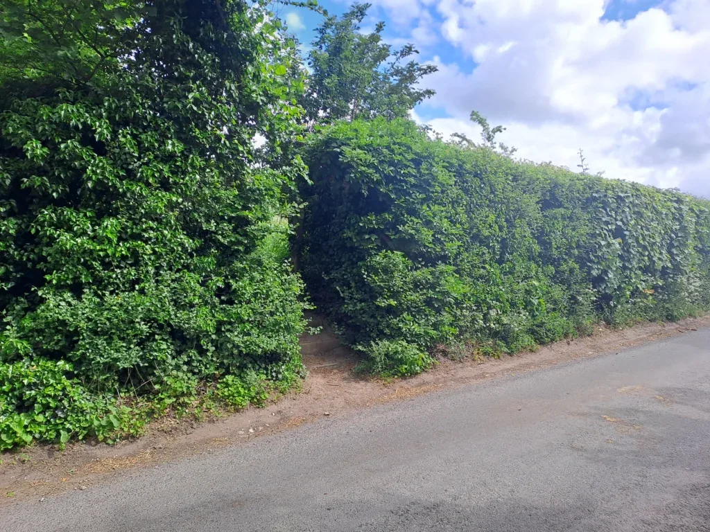 Vineyard views on Detling to Lenham