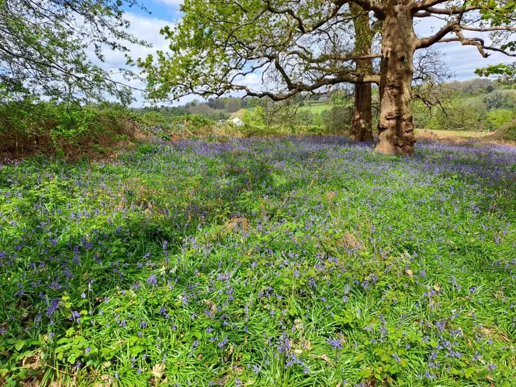 Violets between Farnham and Guildford