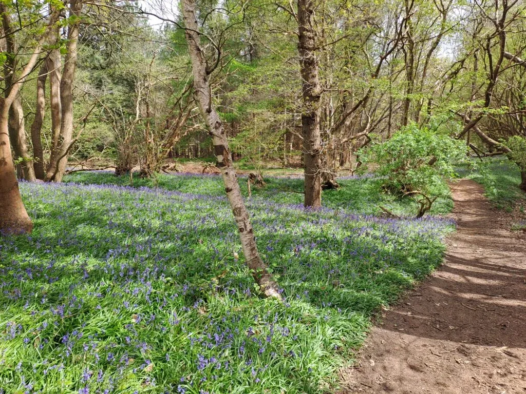 Violets between Farnham and Guildford