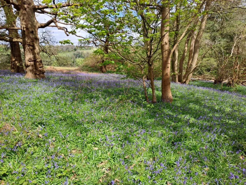 Wildflowers between Farnham and Guildford