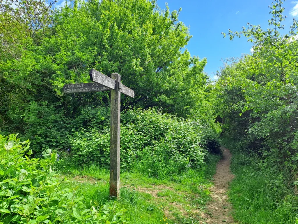 Wooded path towards Hollingbourne