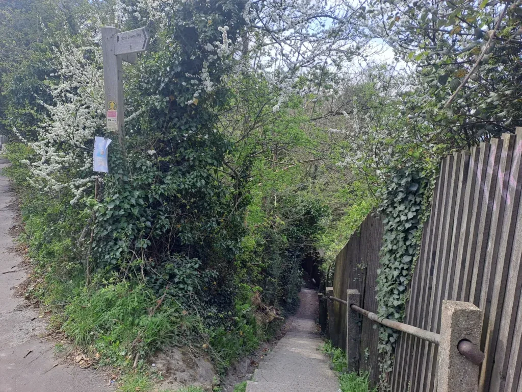 Wooded path
