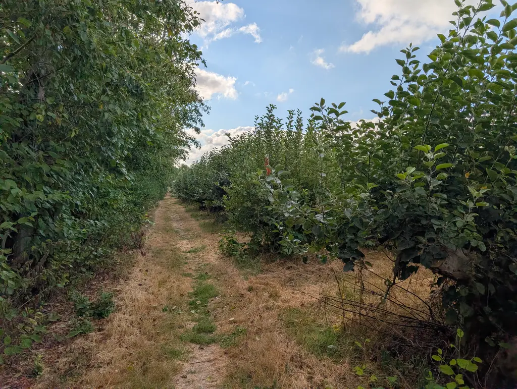 Orchard on the outskirts of Perry Court Farm