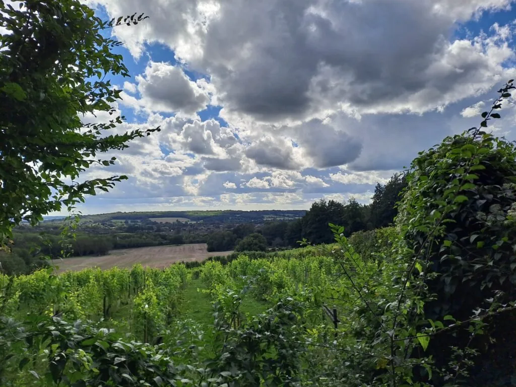 Path near Godstone Vineyards on the North Downs Way