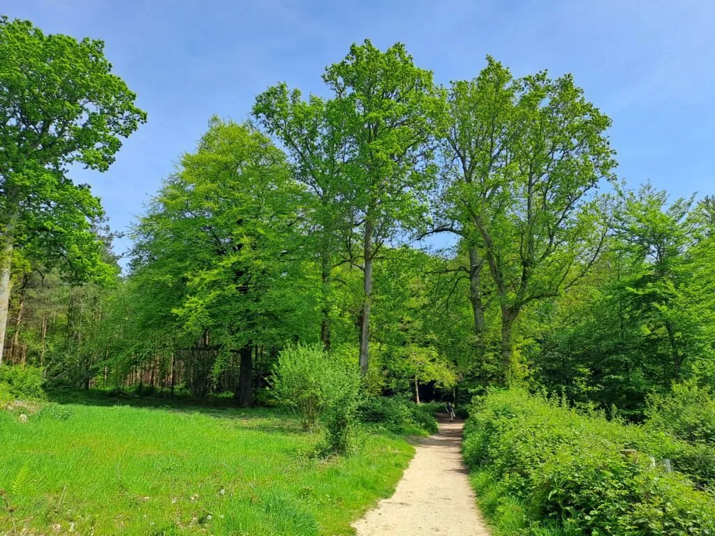Shere Woodlands on the North Downs Way