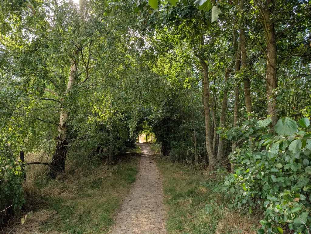 Arch of trees on the North Downs Way near Wye