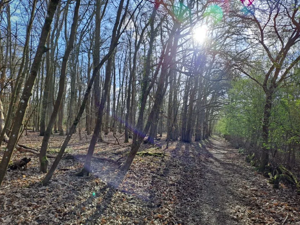 Trees with sun coming through, North Downs Way