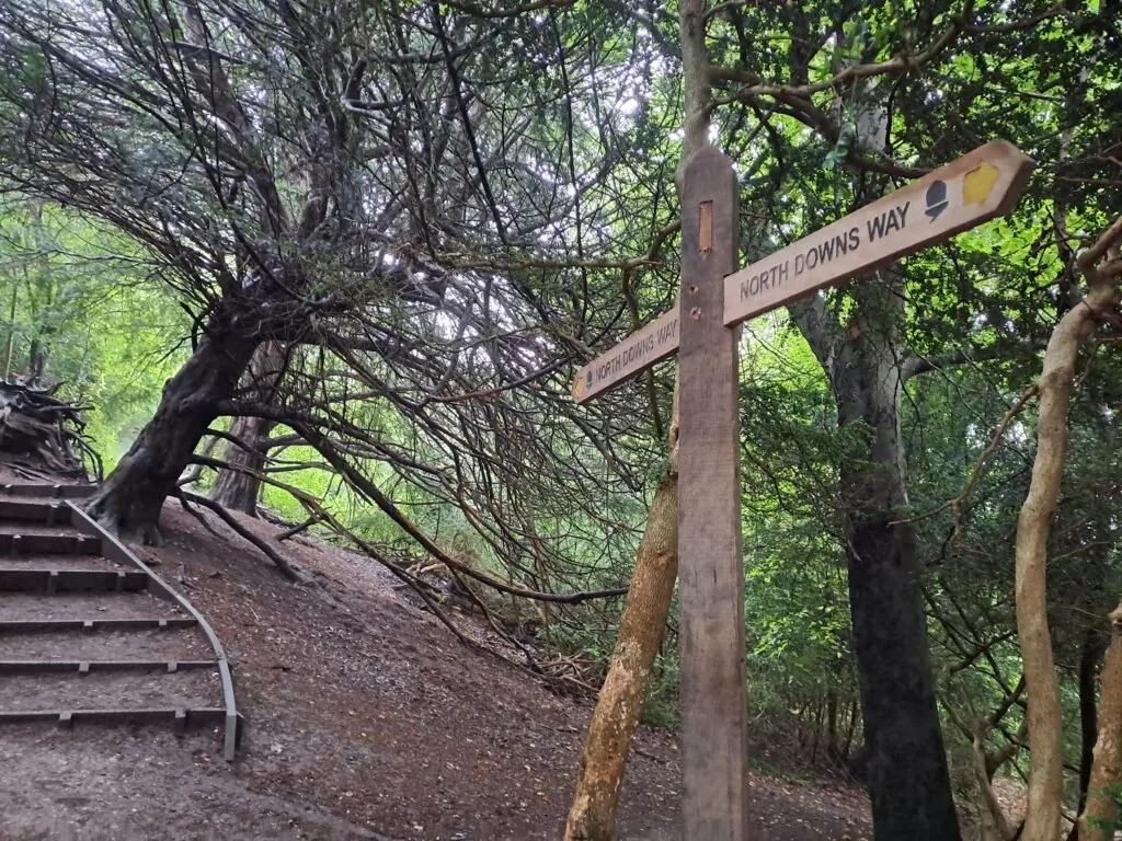 Views from Box Hill on the North Downs Way