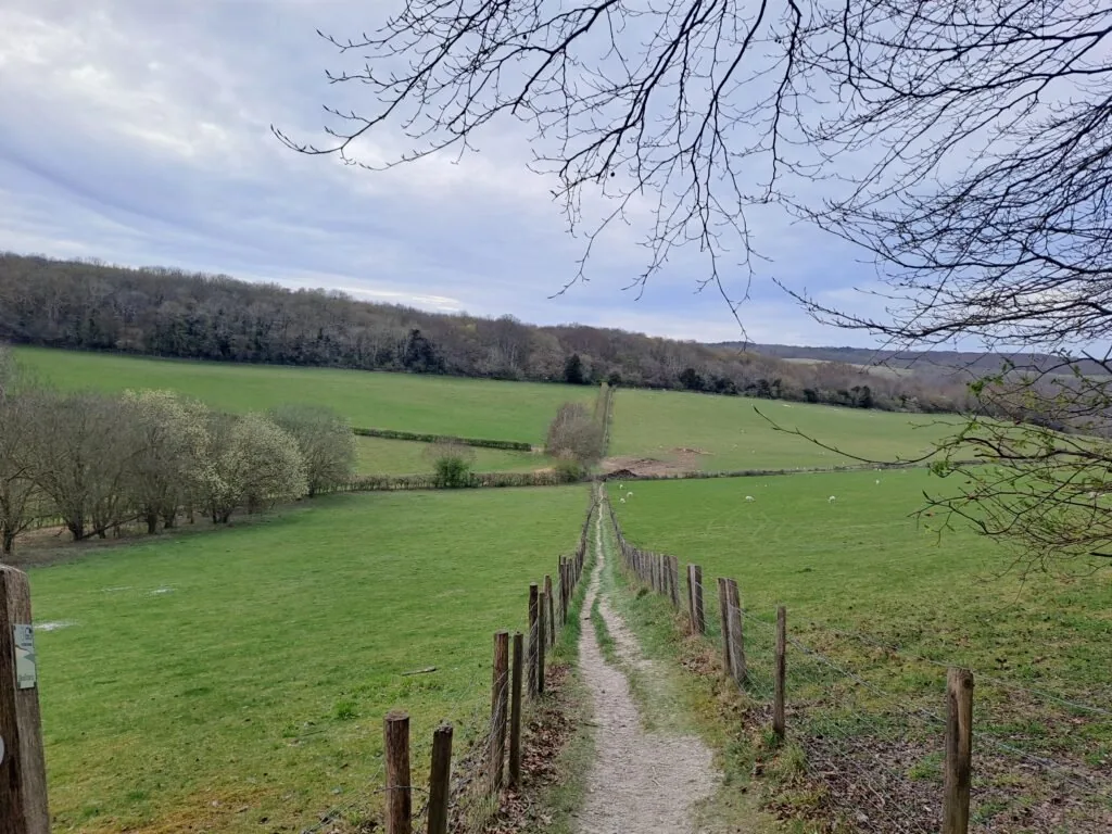Vineyard field on the North Downs Way between Wrotham and Cuxton