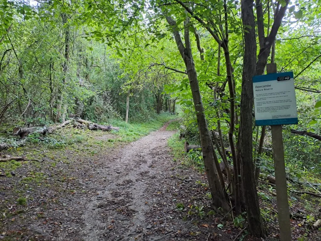 Wooded path in Dowcombe Nature Reserve on the North Downs Way