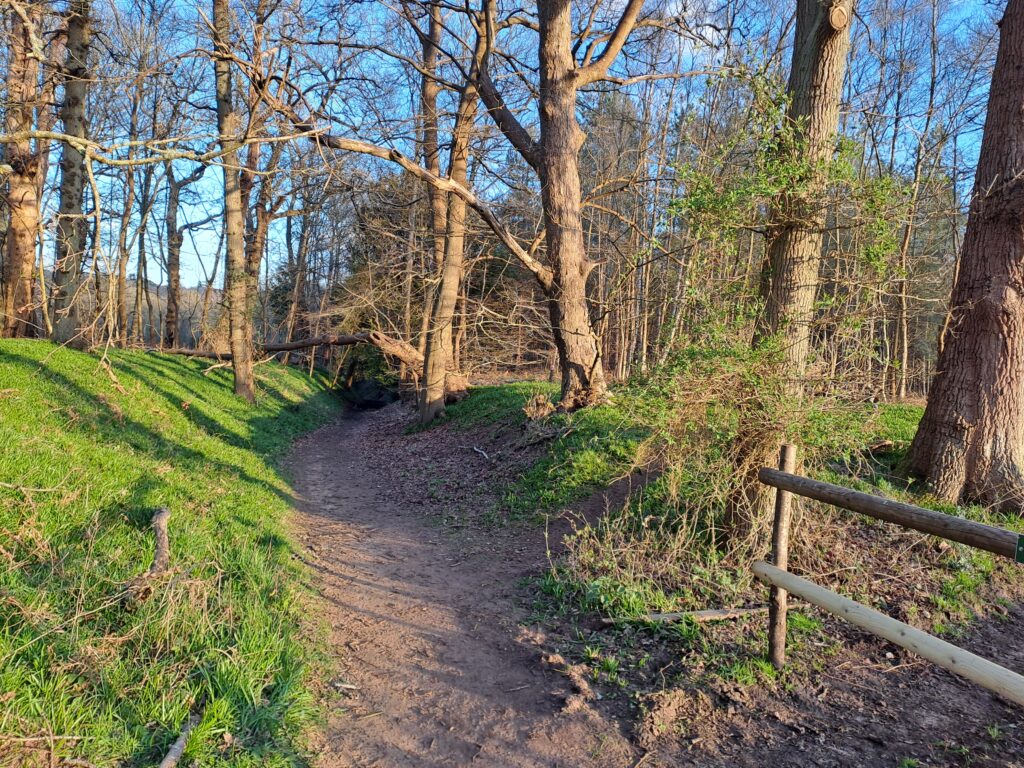 View of the woods on the North Downs Way National Trail