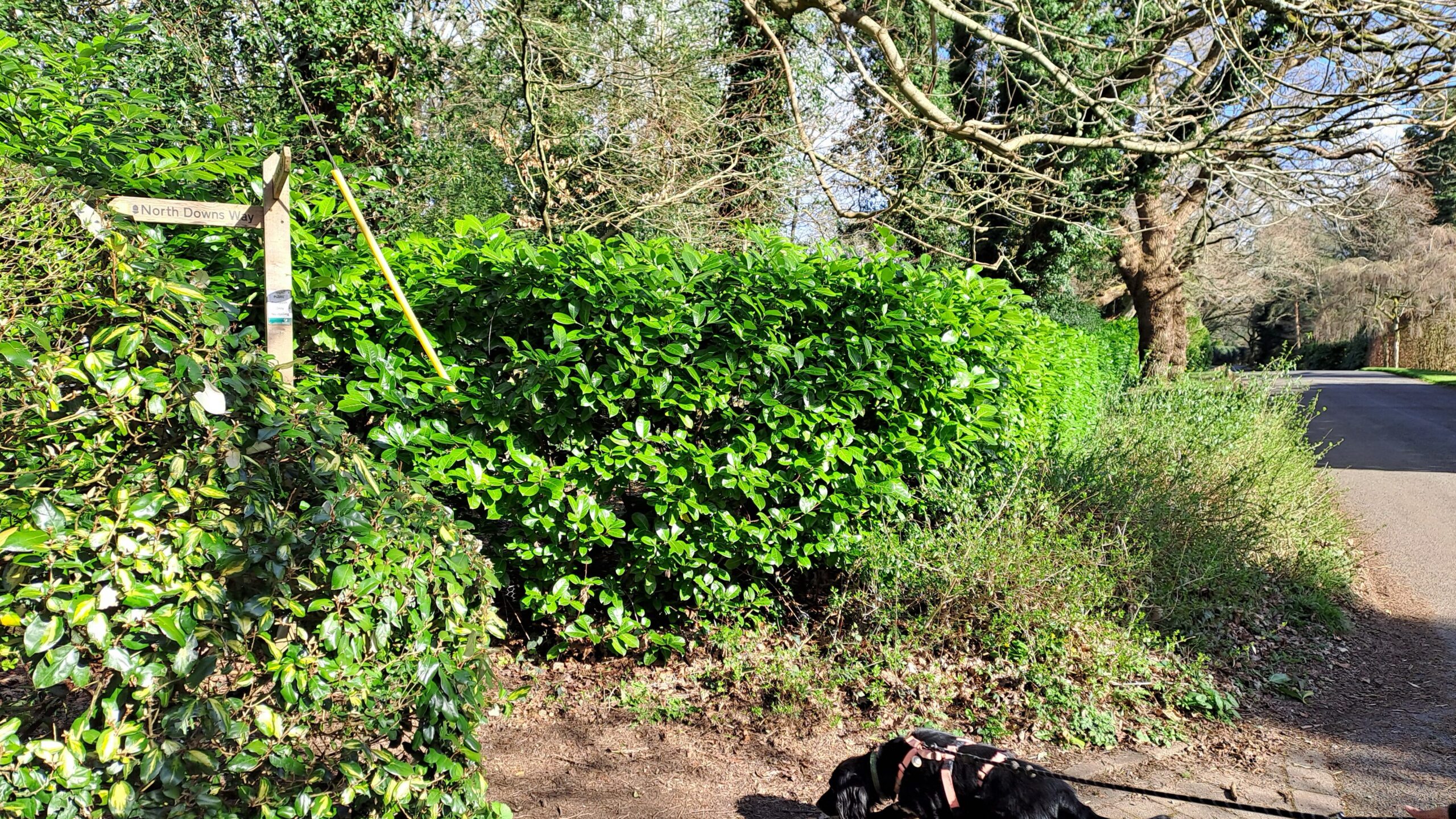 the north downs way walking from Farnham to Guildford hedge with black dog