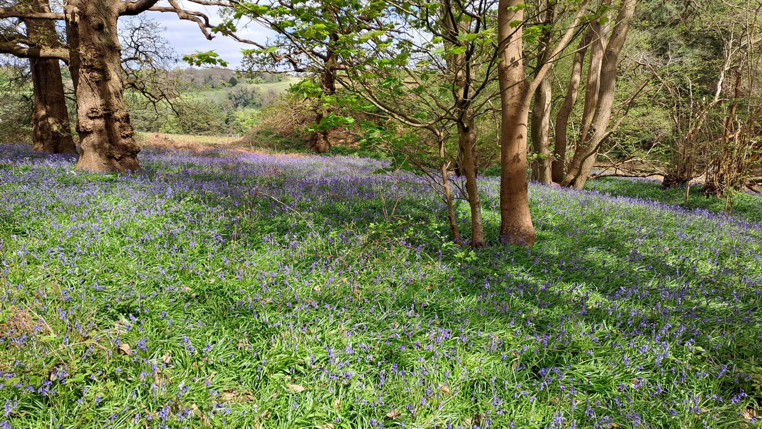 the north downs way walking from Farnham to Guildford forest with purple flowers